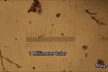 显微镜看到的藻类微生物形态图,藻类浮游生物