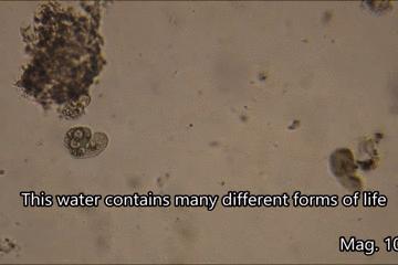 显微镜看到的藻类微生物形态图,藻类浮游生物