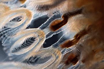 显微镜看到的藻类微生物形态图,藻类浮游生物