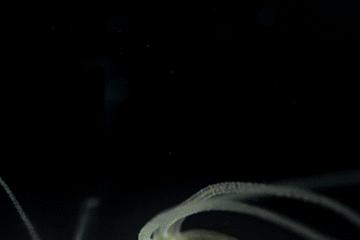 显微镜看到的藻类微生物形态图,藻类浮游生物