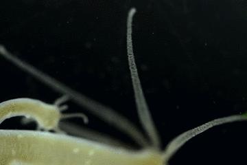 显微镜看到的藻类微生物形态图,藻类浮游生物