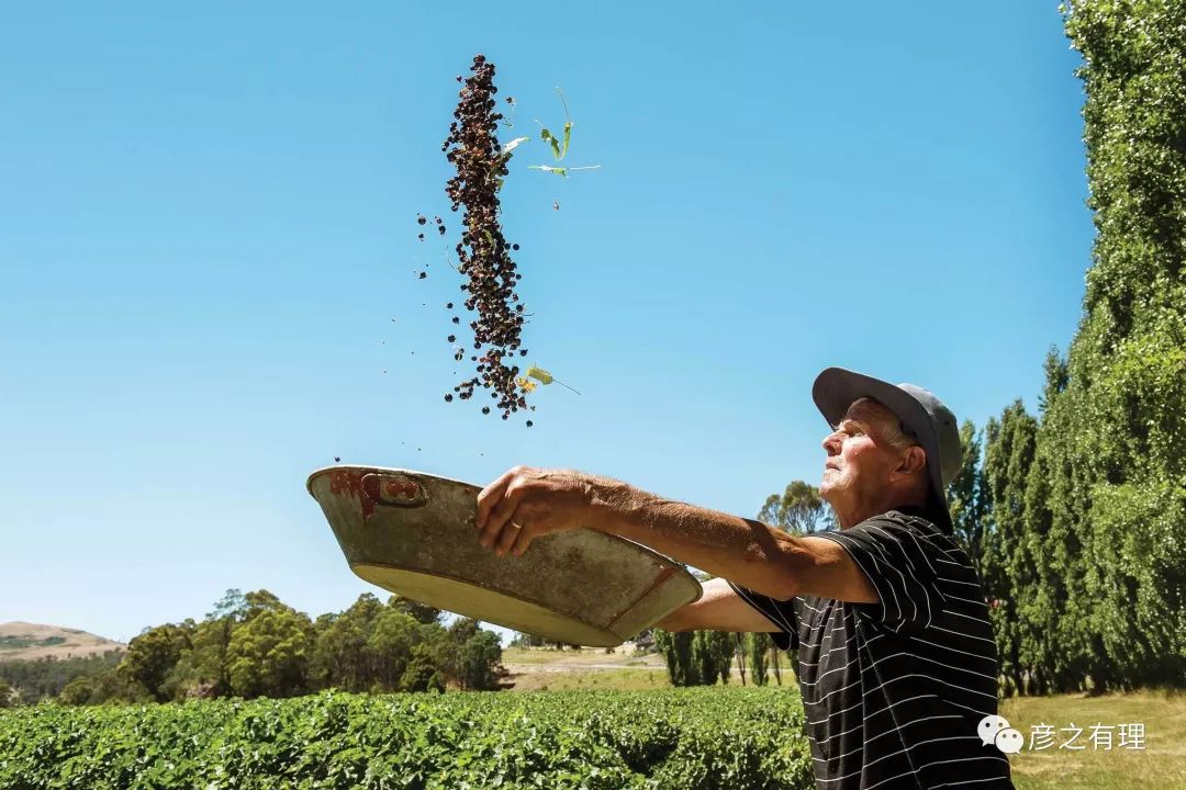 中介移民澳大利亚的套路,做澳洲代购一年赚多少