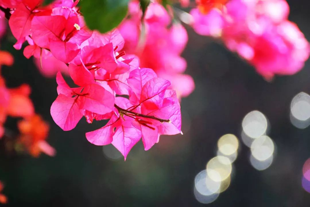 厦门攻略来厦门必做的12件小事,带你们看看厦门美景攻略