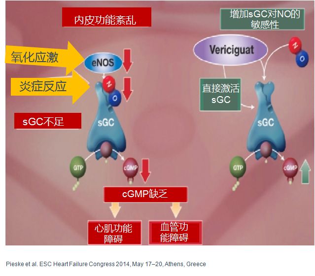 「2019CIHFC」高传玉教授：HFpEF诊断治疗新进展