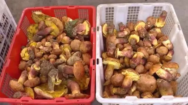 云南吃菌中毒分布图,云南吃菌中毒最新统计