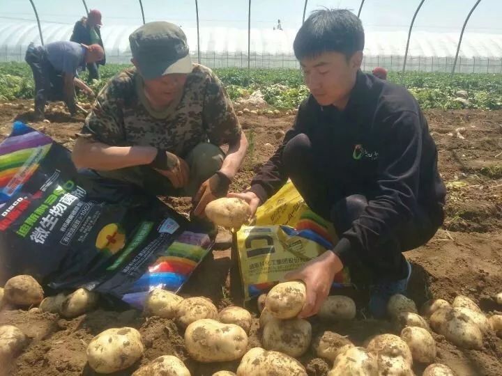 马铃薯重茬没产量？绥中农户做好这点亩产过万斤