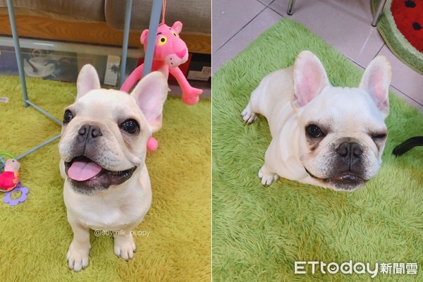 法斗频繁眨眼半眯眼,法斗很皮怎么办