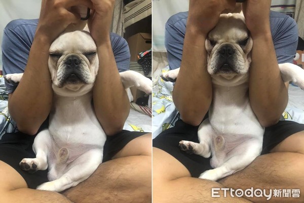 法斗频繁眨眼半眯眼,法斗很皮怎么办