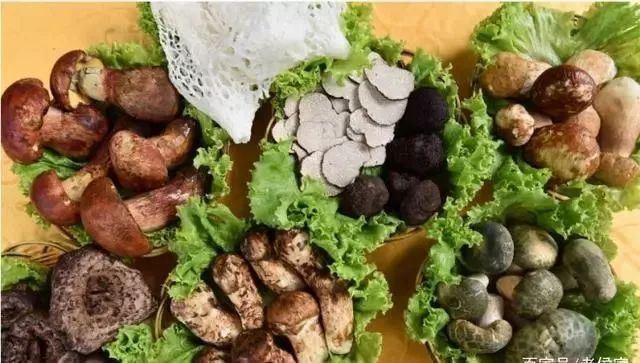 云南吃菌中毒分布图,云南吃菌中毒最新统计