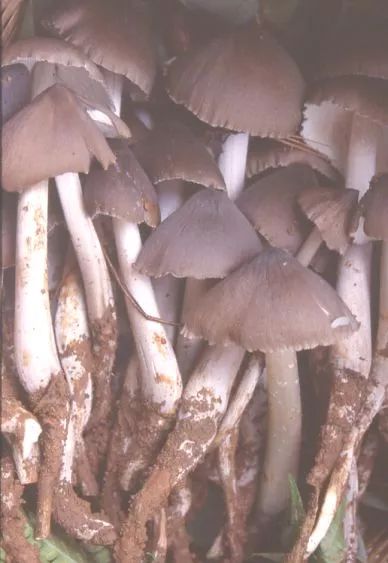 云南吃菌中毒分布图,云南吃菌中毒最新统计