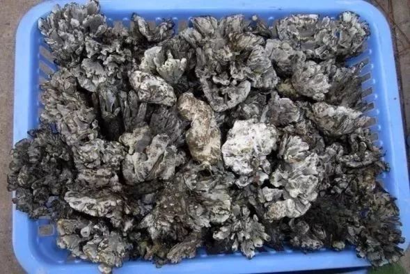 云南吃菌中毒分布图,云南吃菌中毒最新统计