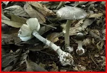 云南吃菌中毒分布图,云南吃菌中毒最新统计