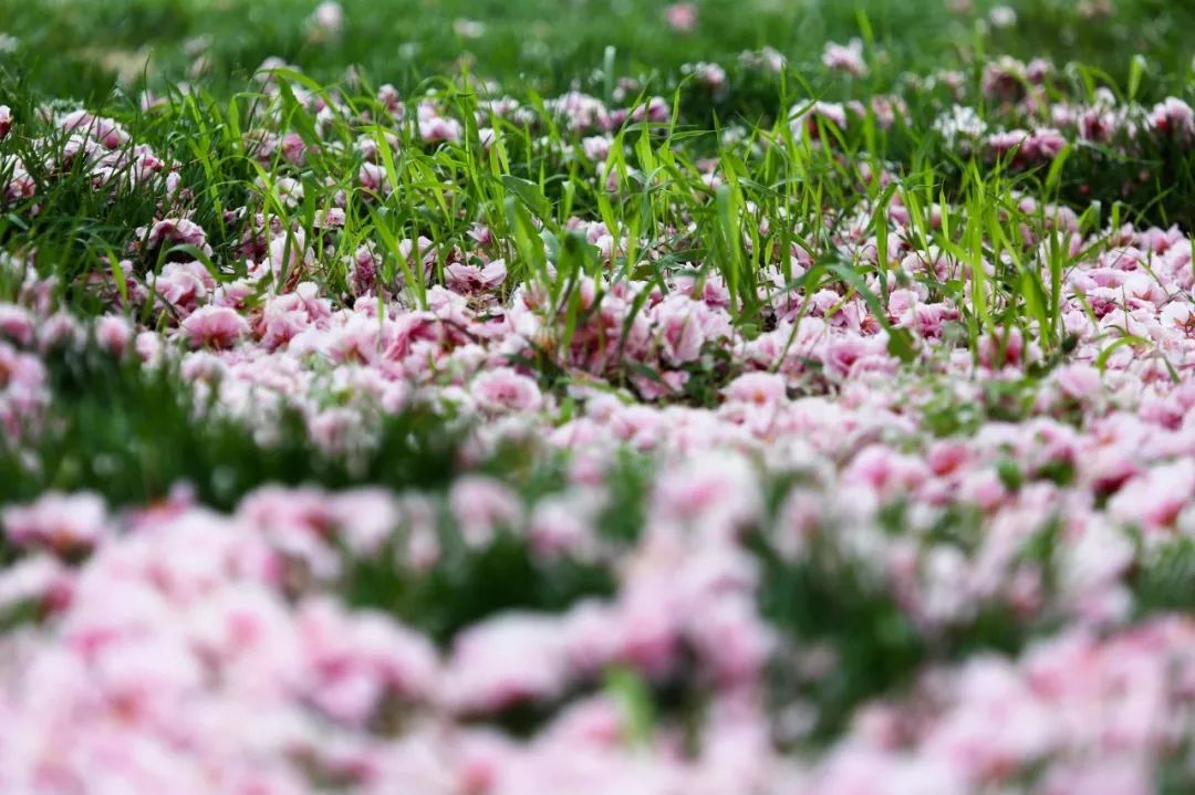 自驾到厦门的感受,自驾游去厦门需要注意什么