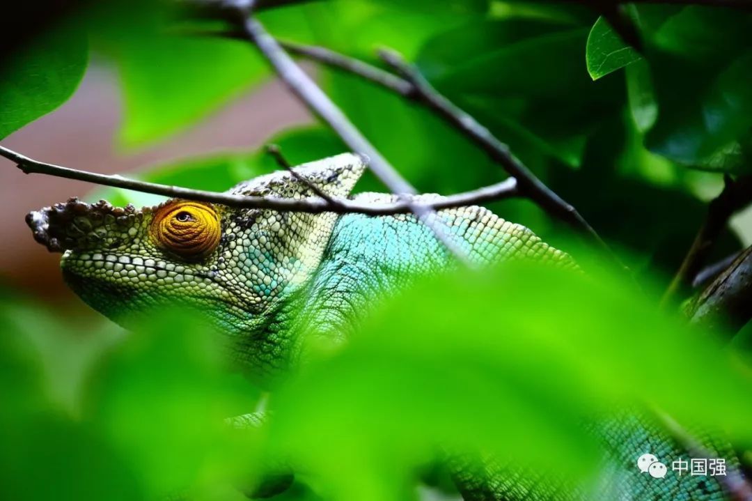 马达加斯加不可思议的旅行,马达加斯加自然景观
