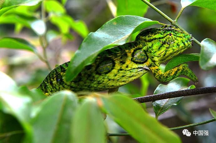 马达加斯加不可思议的旅行,马达加斯加自然景观