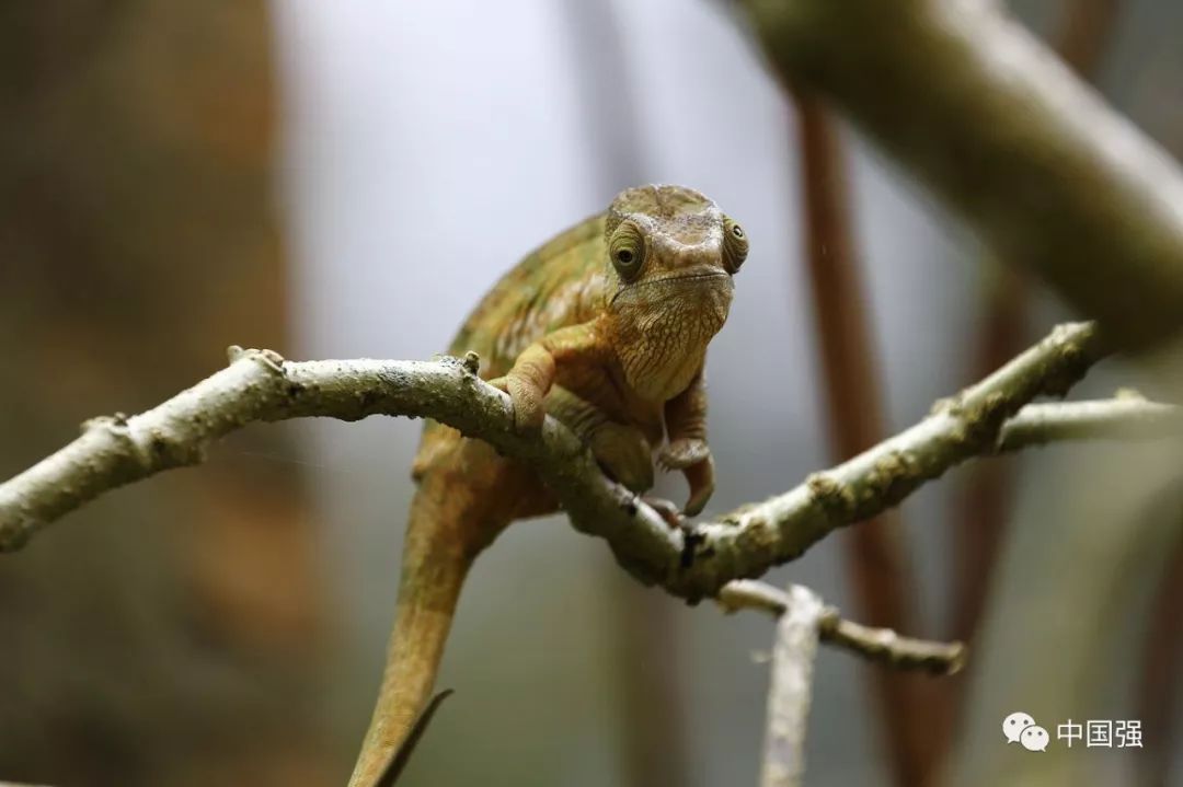 马达加斯加不可思议的旅行,马达加斯加自然景观