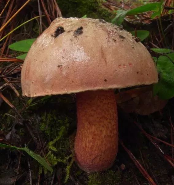 云南吃菌中毒分布图,云南吃菌中毒最新统计