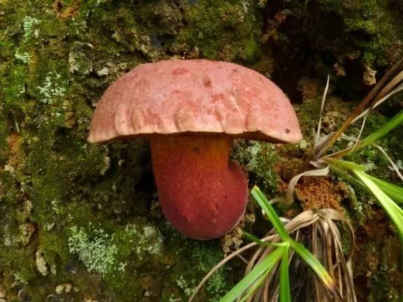 云南吃菌中毒分布图,云南吃菌中毒最新统计