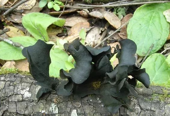 云南吃菌中毒分布图,云南吃菌中毒最新统计