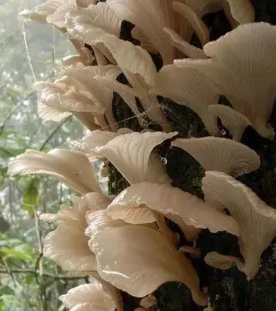 云南吃菌中毒分布图,云南吃菌中毒最新统计