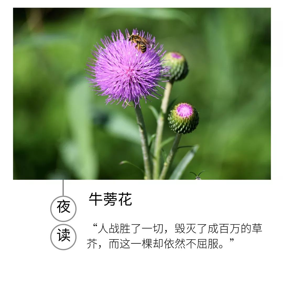 夜读|绝不低头的牛蒡花，你见过吗？