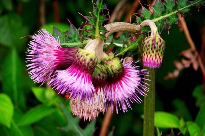 夜读|绝不低头的牛蒡花，你见过吗？