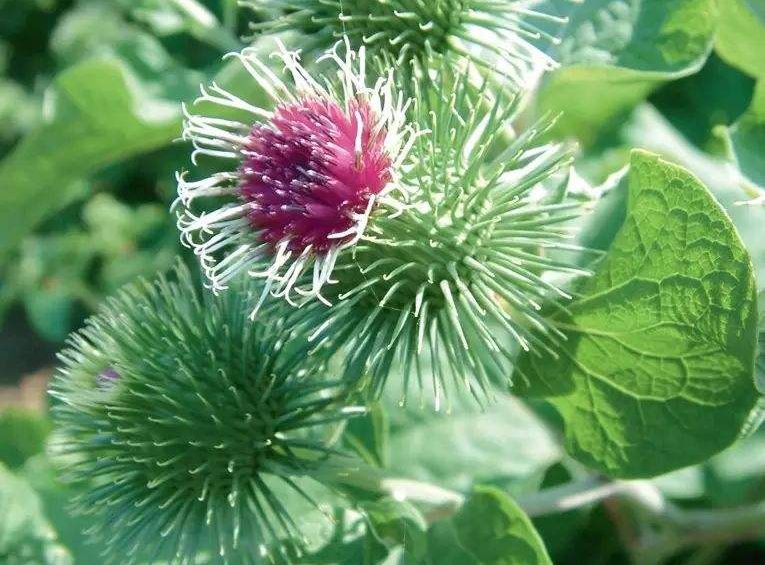 夜读|绝不低头的牛蒡花,你见过吗?