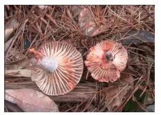 云南吃菌中毒分布图,云南吃菌中毒最新统计