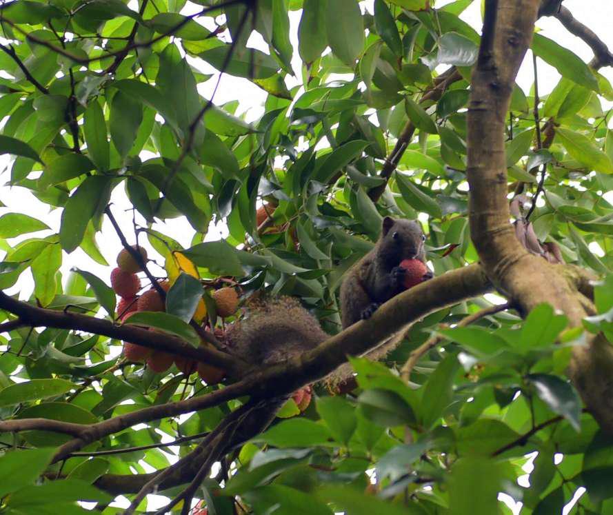 三苏祠的松鼠,三苏祠松鼠
