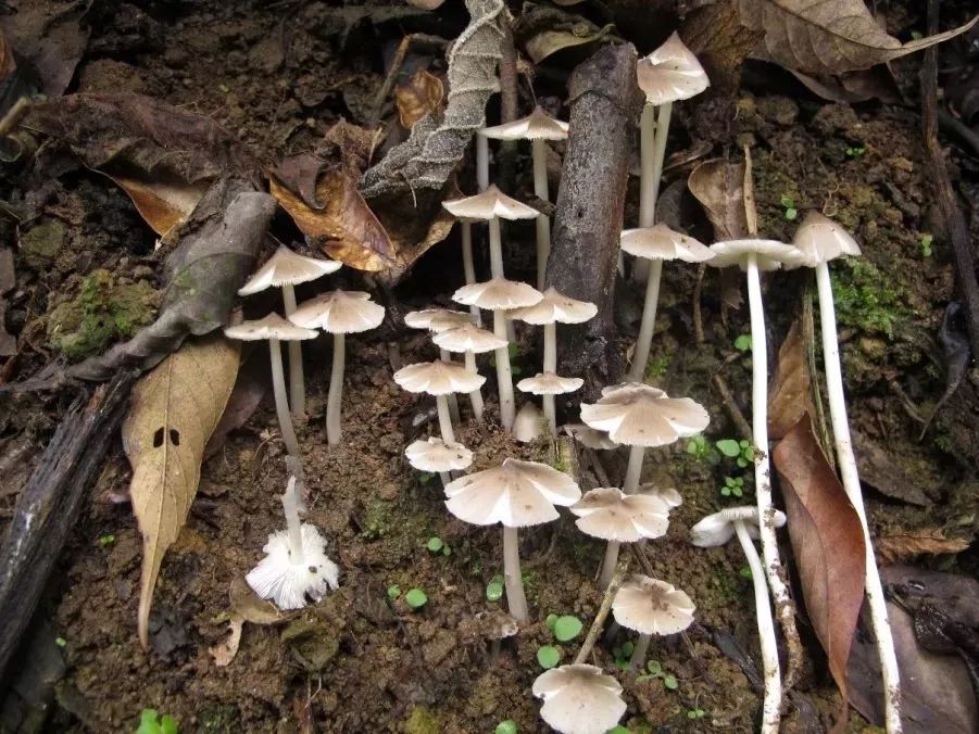 云南吃菌中毒分布图,云南吃菌中毒最新统计