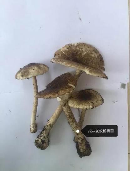 云南吃菌中毒分布图,云南吃菌中毒最新统计