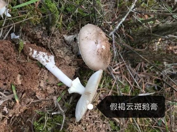 云南吃菌中毒分布图,云南吃菌中毒最新统计