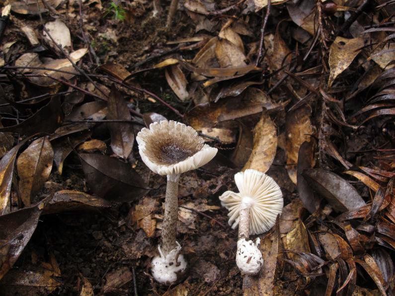 云南吃菌中毒分布图,云南吃菌中毒最新统计