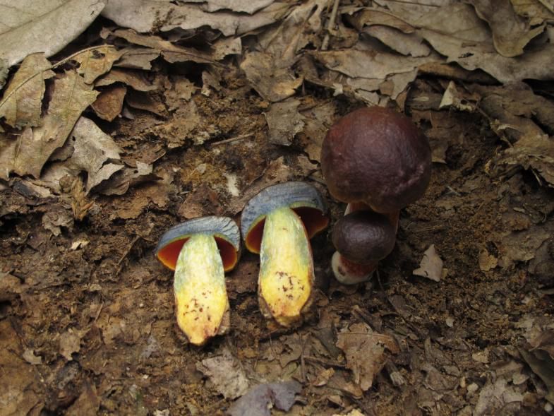 云南吃菌中毒分布图,云南吃菌中毒最新统计