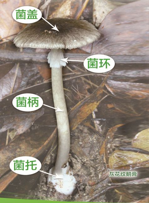 云南吃菌中毒分布图,云南吃菌中毒最新统计