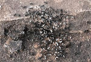 见到灯光乱飞的大虫子,见到光就飞过来的虫子怎么去除