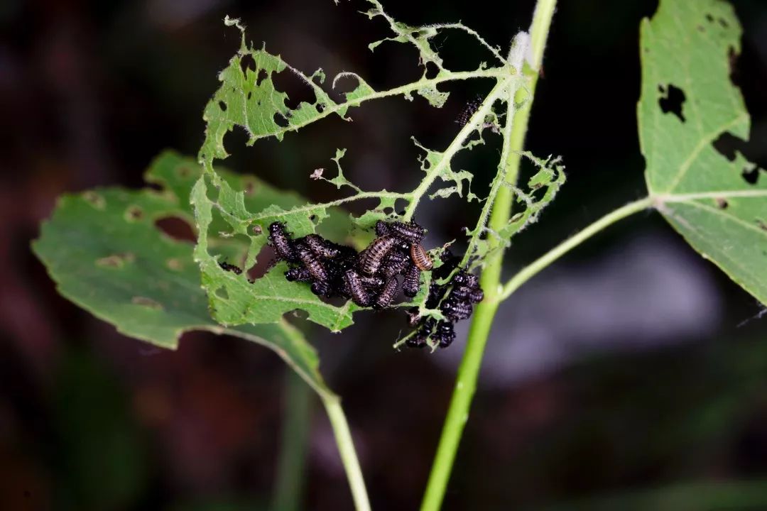 见到灯光乱飞的大虫子,见到光就飞过来的虫子怎么去除