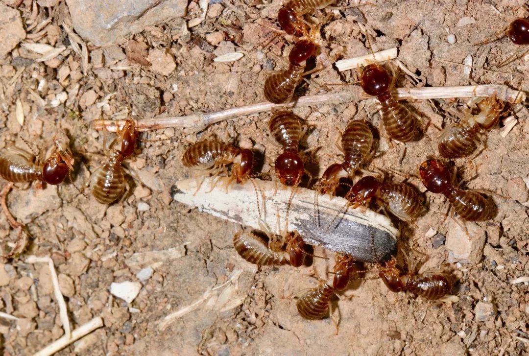 见到灯光乱飞的大虫子,见到光就飞过来的虫子怎么去除