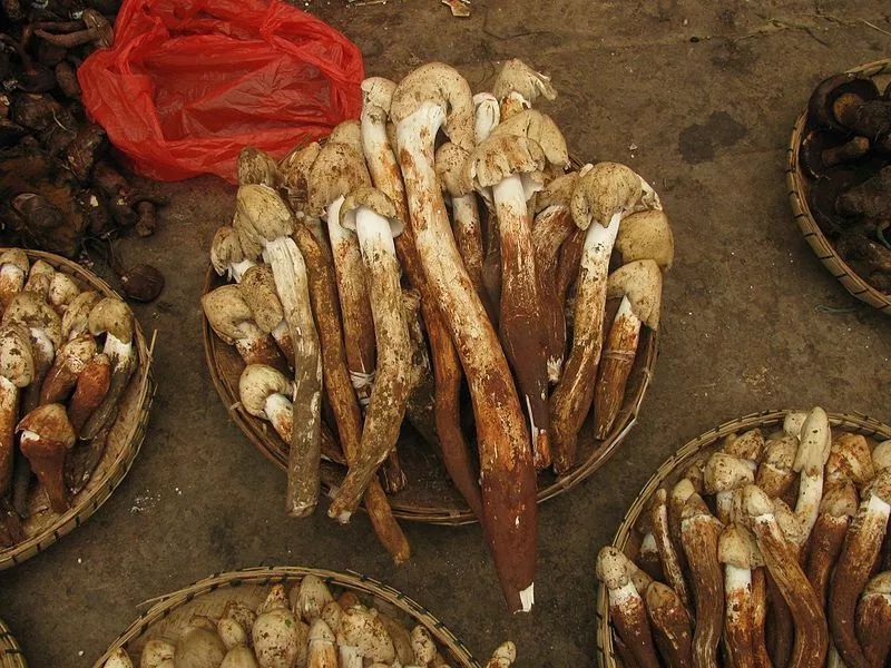 见到灯光乱飞的大虫子,见到光就飞过来的虫子怎么去除