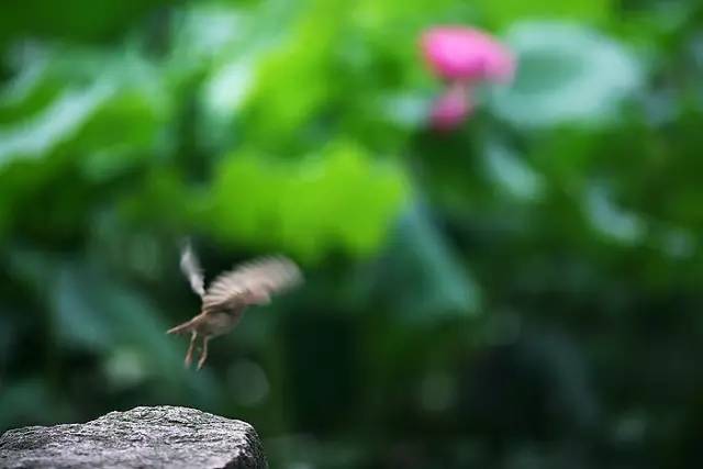 梦不回,梦不回歌词