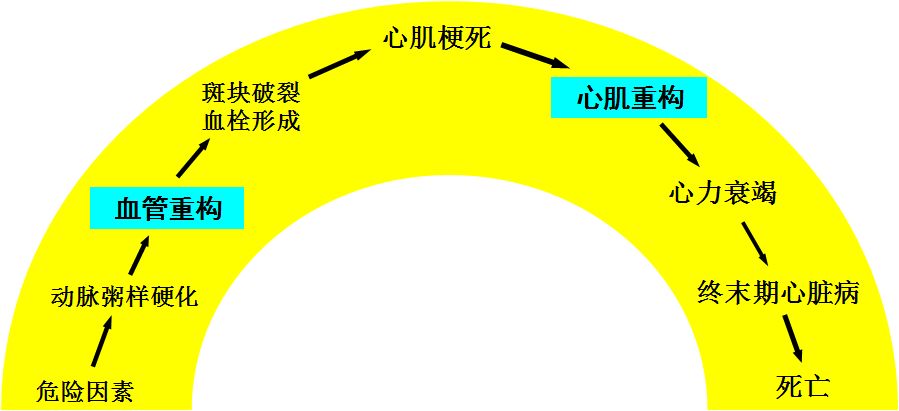 「2019CIHFC」张运教授：ADAM17—糖尿病性心肌病干预的新靶点