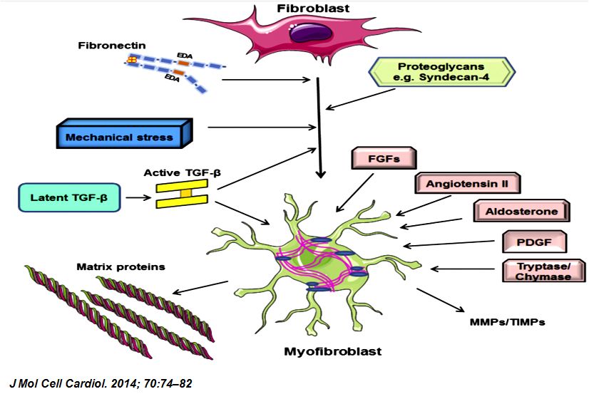 「2019CIHFC」张运教授：ADAM17—糖尿病性心肌病干预的新靶点