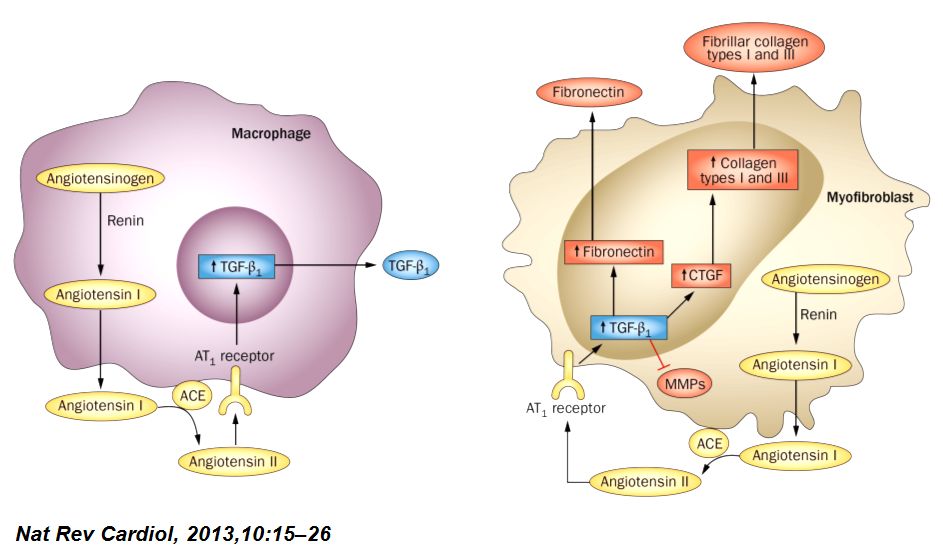 「2019CIHFC」张运教授：ADAM17—糖尿病性心肌病干预的新靶点