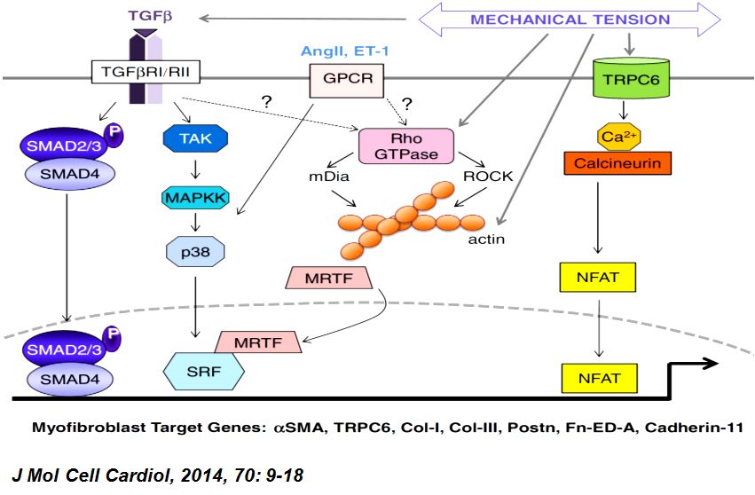 「2019CIHFC」张运教授：ADAM17—糖尿病性心肌病干预的新靶点