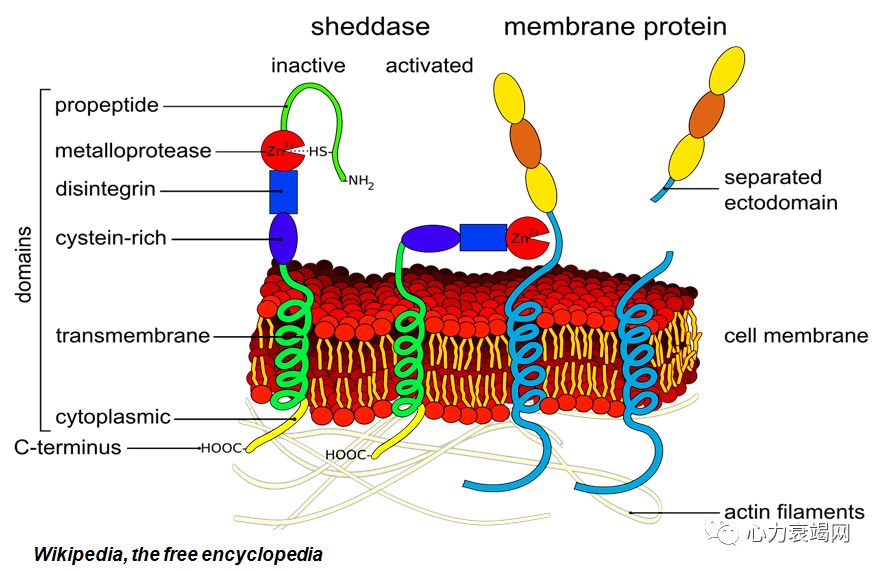 「2019CIHFC」张运教授：ADAM17—糖尿病性心肌病干预的新靶点