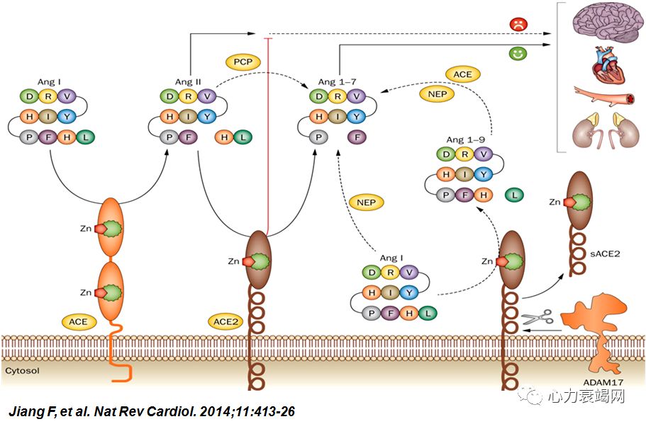 「2019CIHFC」张运教授：ADAM17—糖尿病性心肌病干预的新靶点