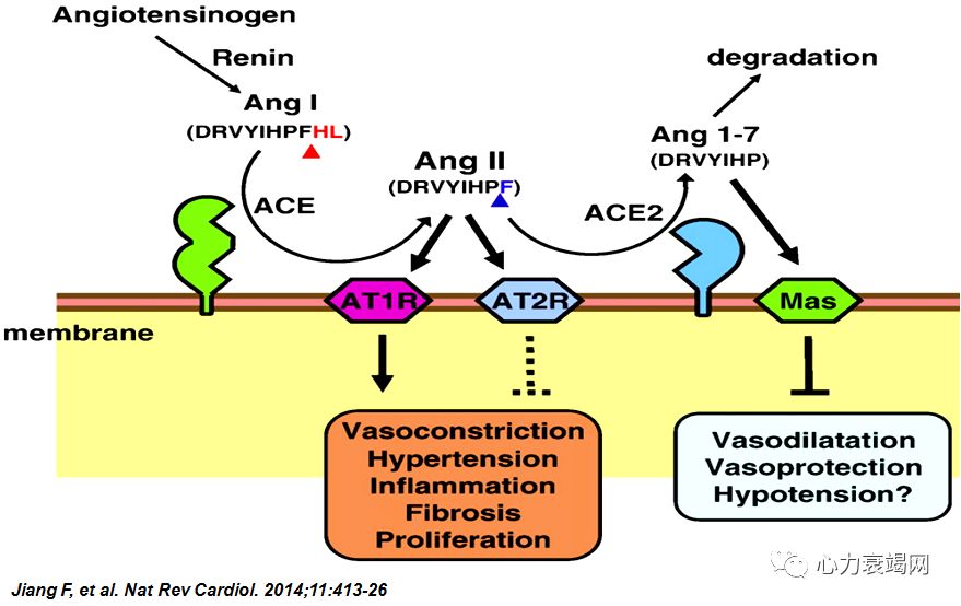 「2019CIHFC」张运教授：ADAM17—糖尿病性心肌病干预的新靶点