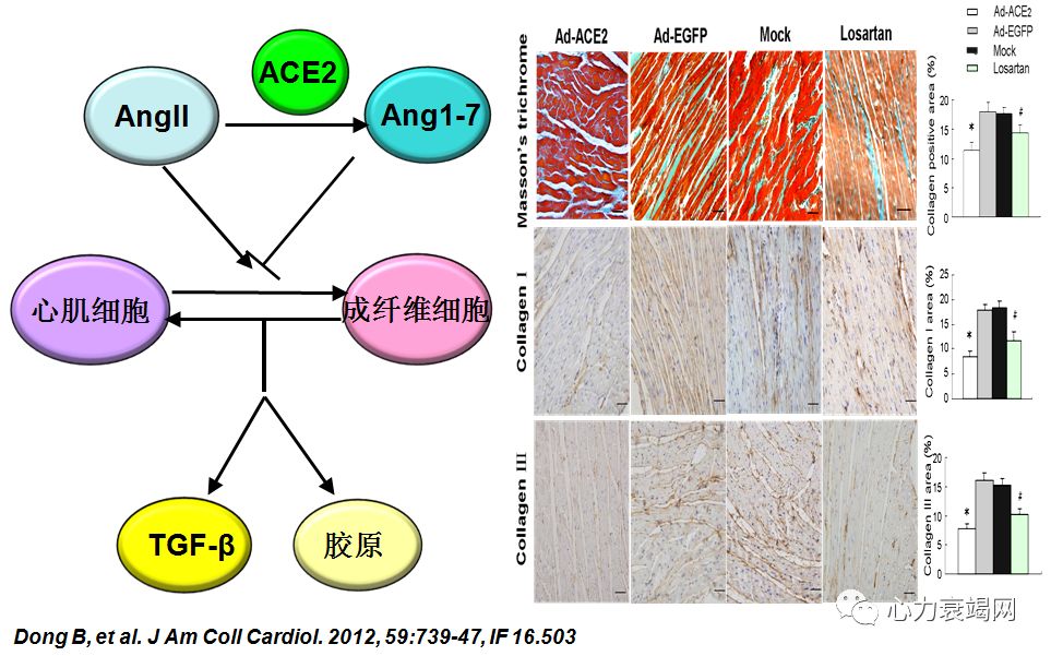 「2019CIHFC」张运教授：ADAM17—糖尿病性心肌病干预的新靶点