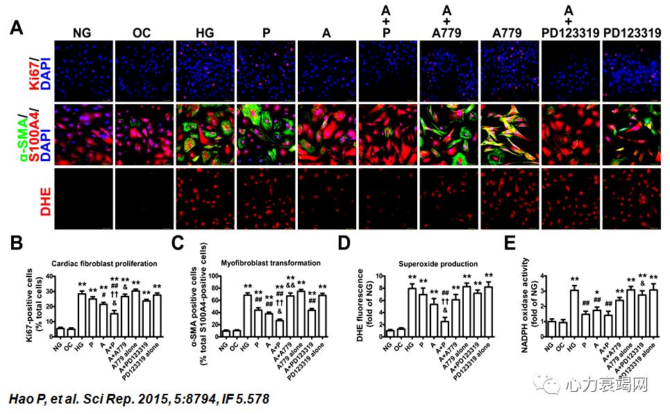 「2019CIHFC」张运教授：ADAM17—糖尿病性心肌病干预的新靶点