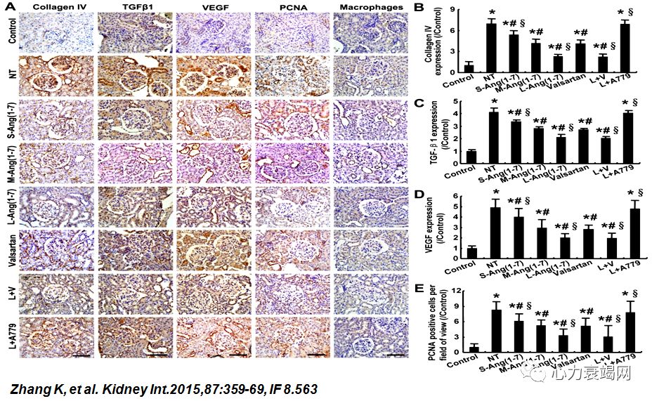 「2019CIHFC」张运教授：ADAM17—糖尿病性心肌病干预的新靶点